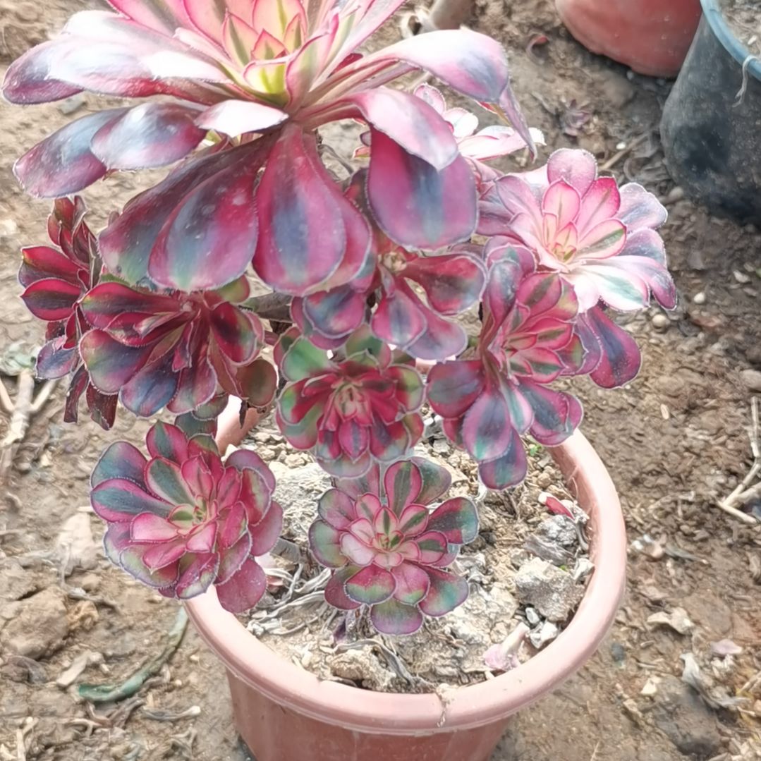 香奈儿多肉法师多肉71