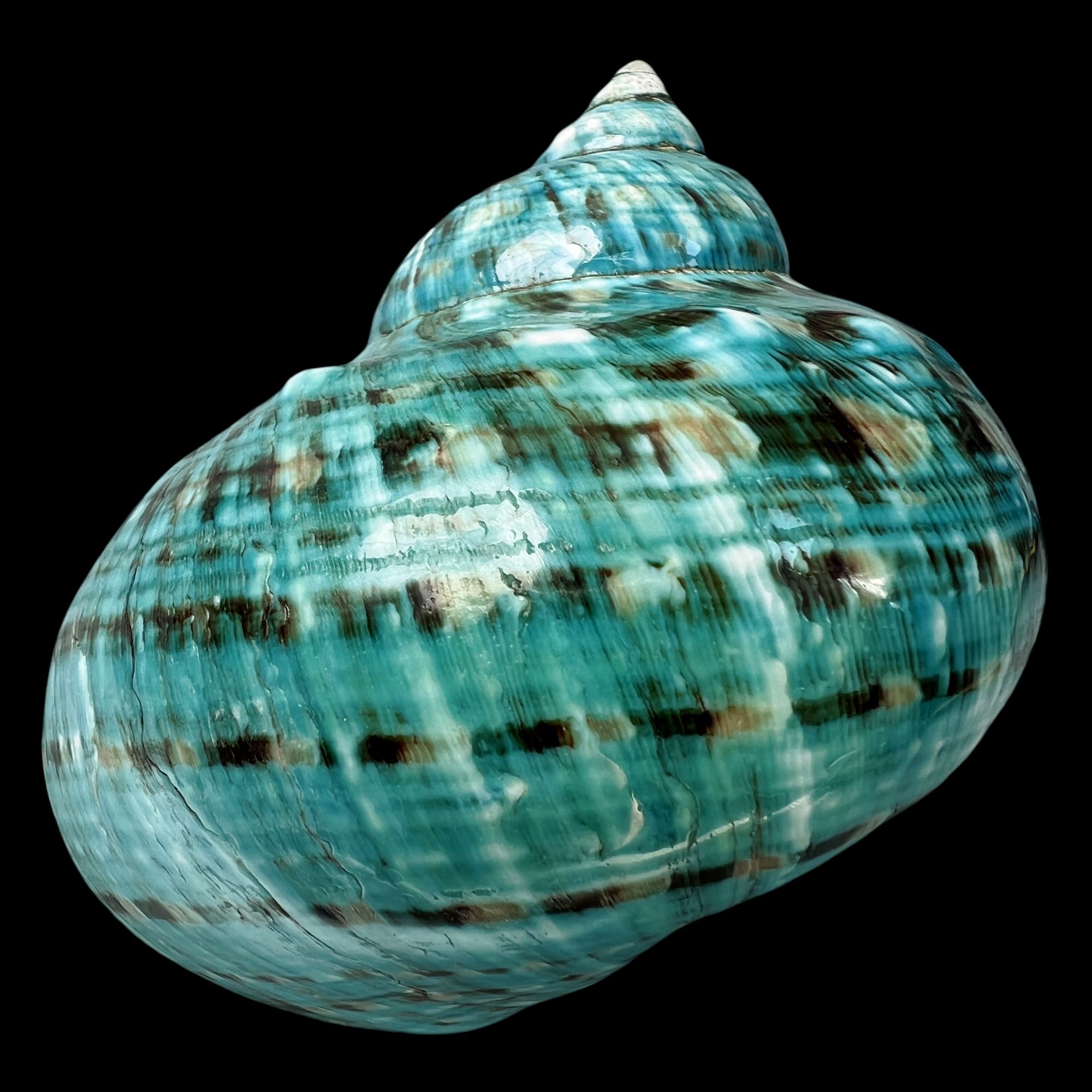 【帝王螺杯（特大！精品）】99.2mm 赠1串杯托 天然贝壳 C8