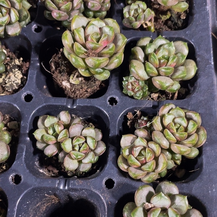 小葡萄1元带土发货