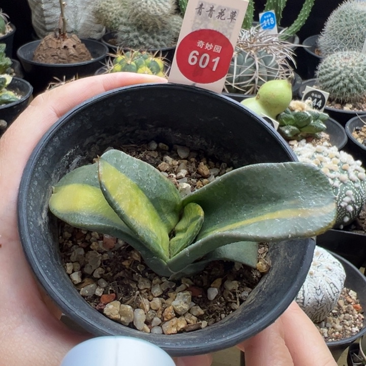 卧牛锦一棵仙人球