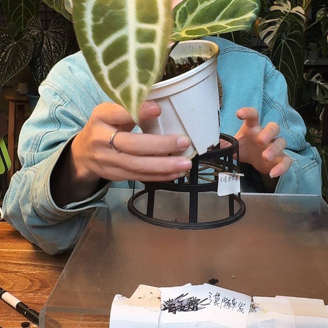 不开花植物L104粉色闪光杂狂想曲