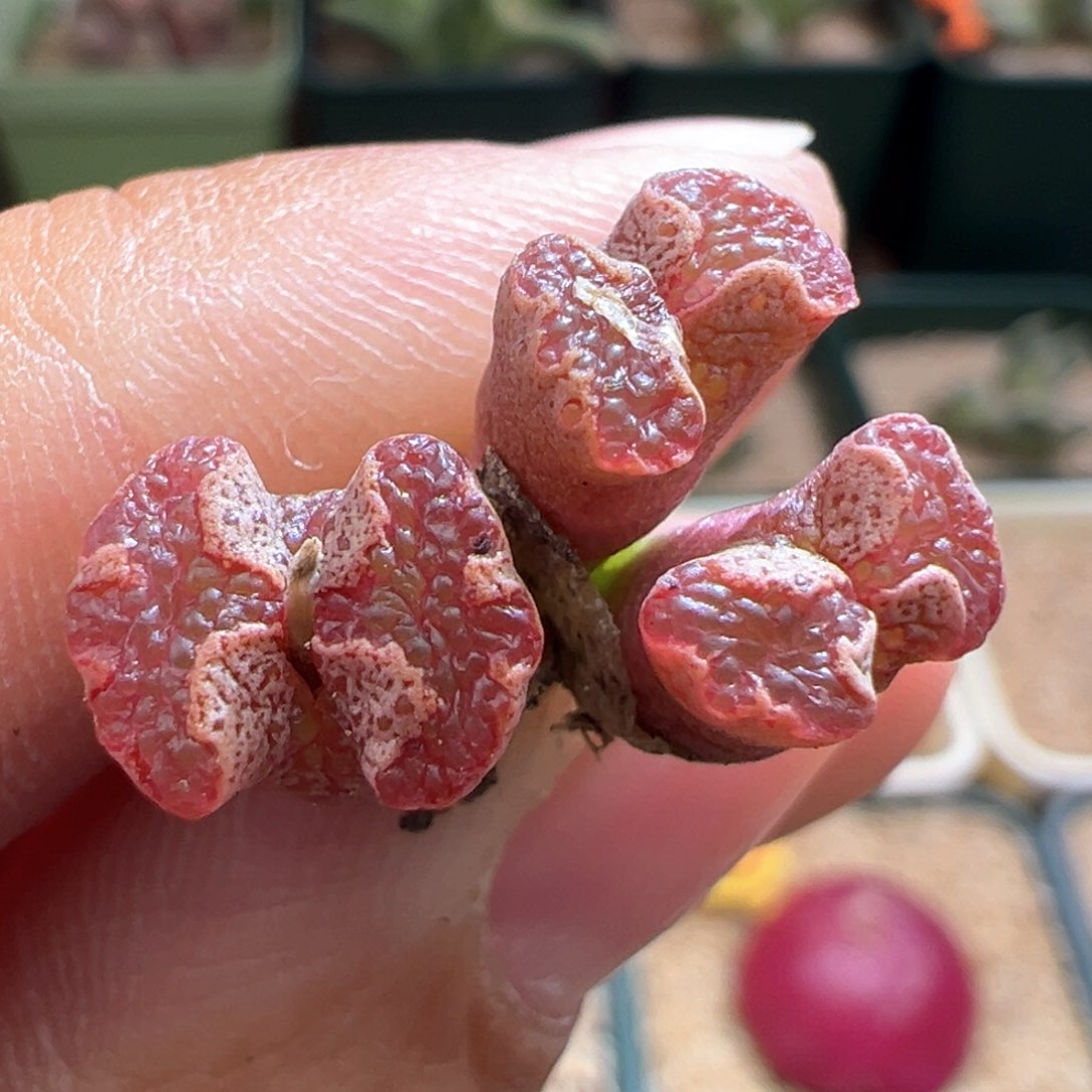 658。江南超蝶。多肉植物