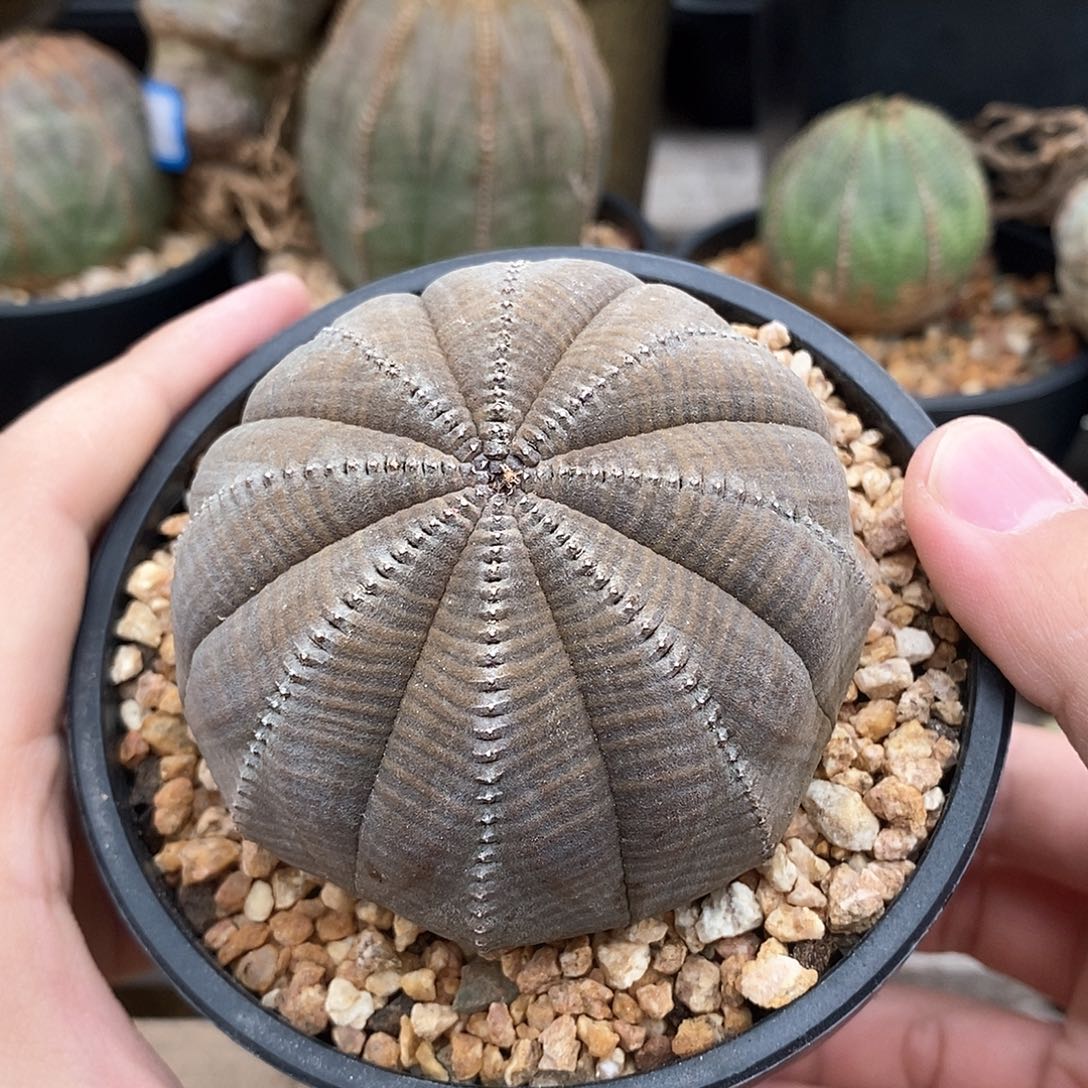 欧系实生布纹球多肉植物