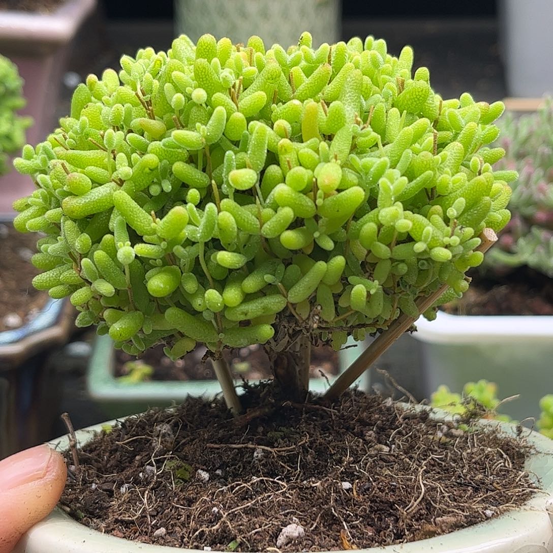 18蜜桔带盆优选枝干番杏