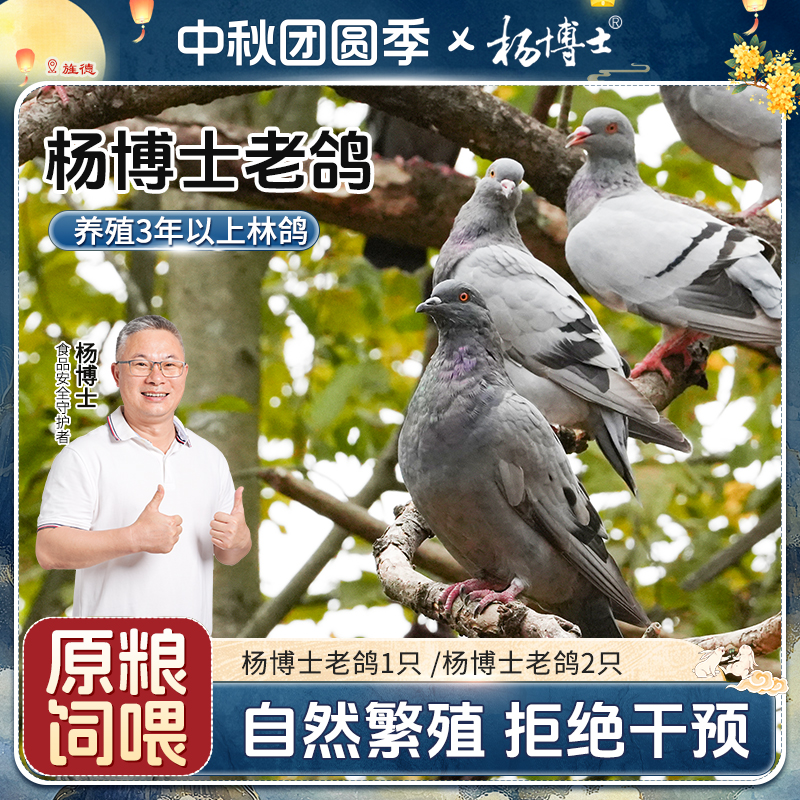 杨博士【三年老鸽子】皖南山林散养鸽子营养丰富原粮饲喂鸽子肉新鲜