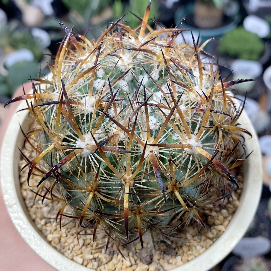 239号实生虎爪玉7.2cm