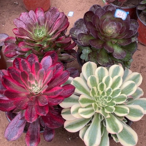 343多肉植物组合