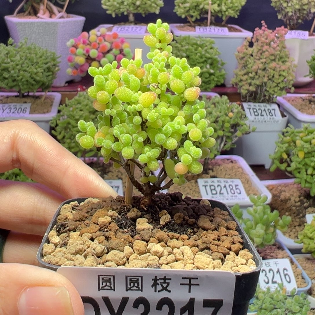3217蜜橘糖球一物一拍