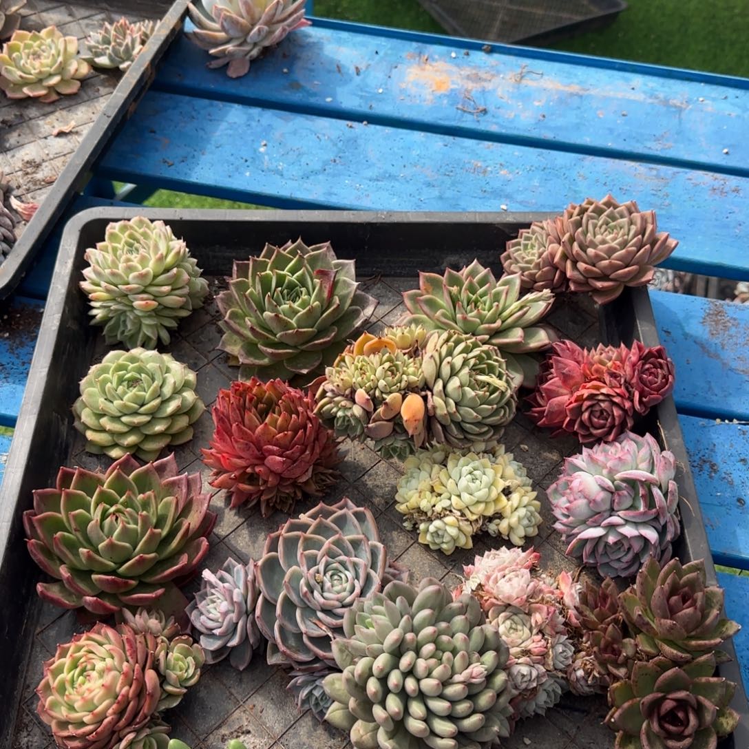 百***果福利多多多多多多