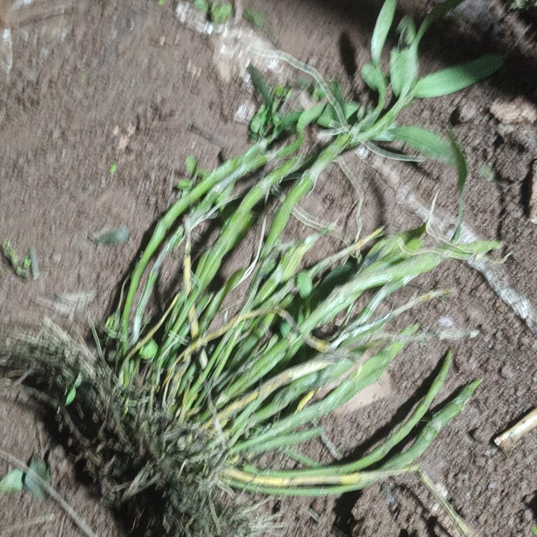 铁皮石斛盆栽花卉