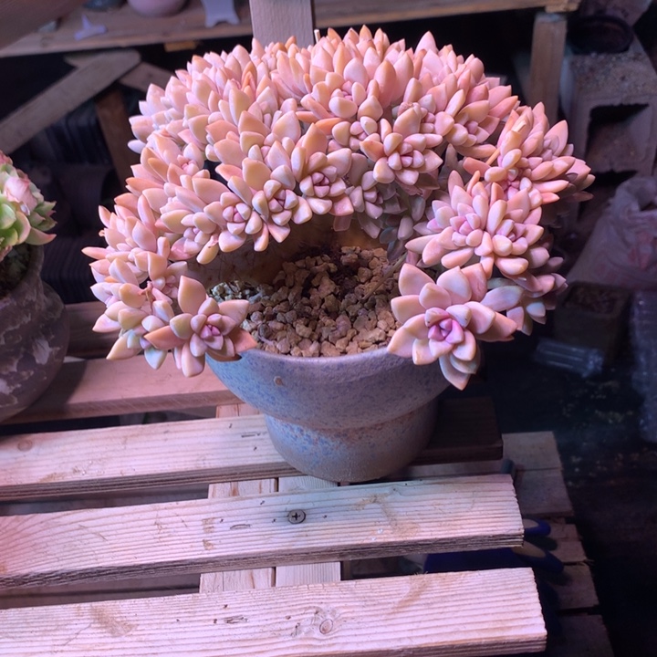 淡雪缀z z z z z