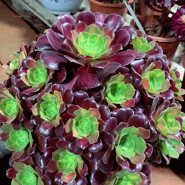 花纳锦，多肉植物