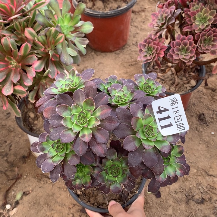 411圆叶阴阳绣球2