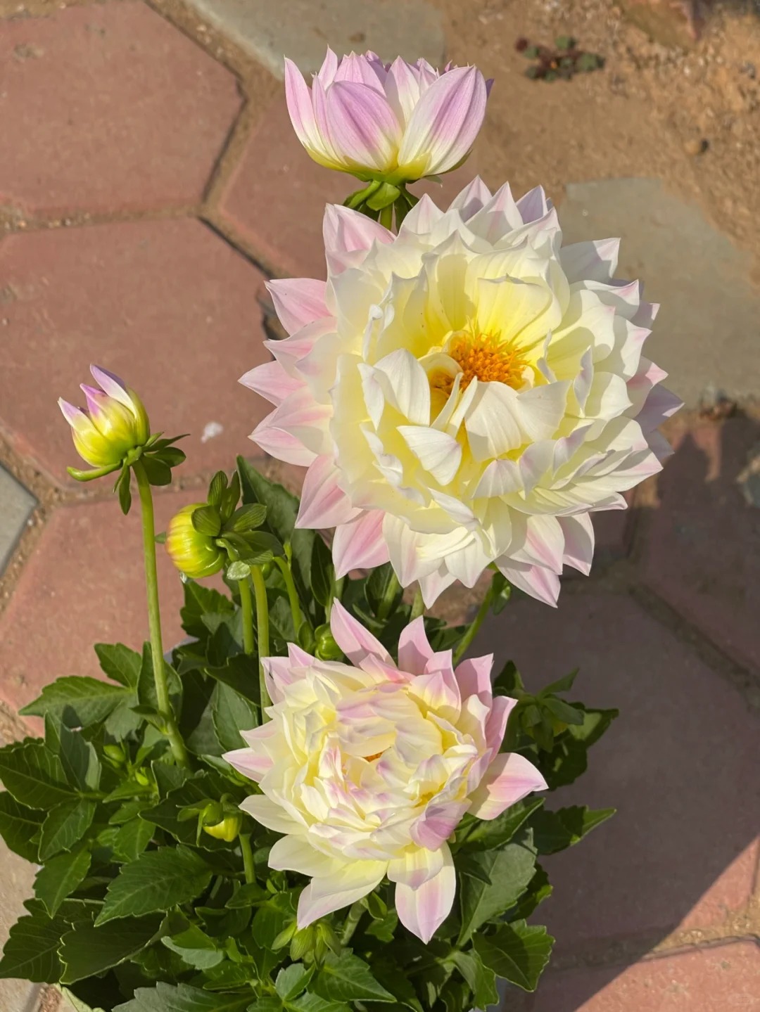 【小丽花】会掉花掉叶介意不要拍大丽花庭院阳台地栽盆室内室外南