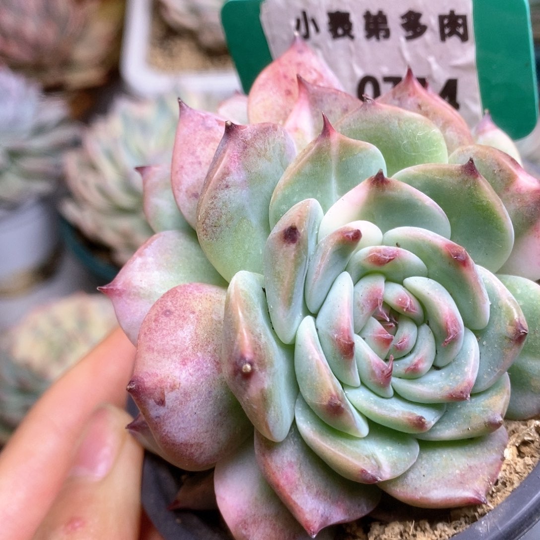 C774锦锦锦锦锦锦锦