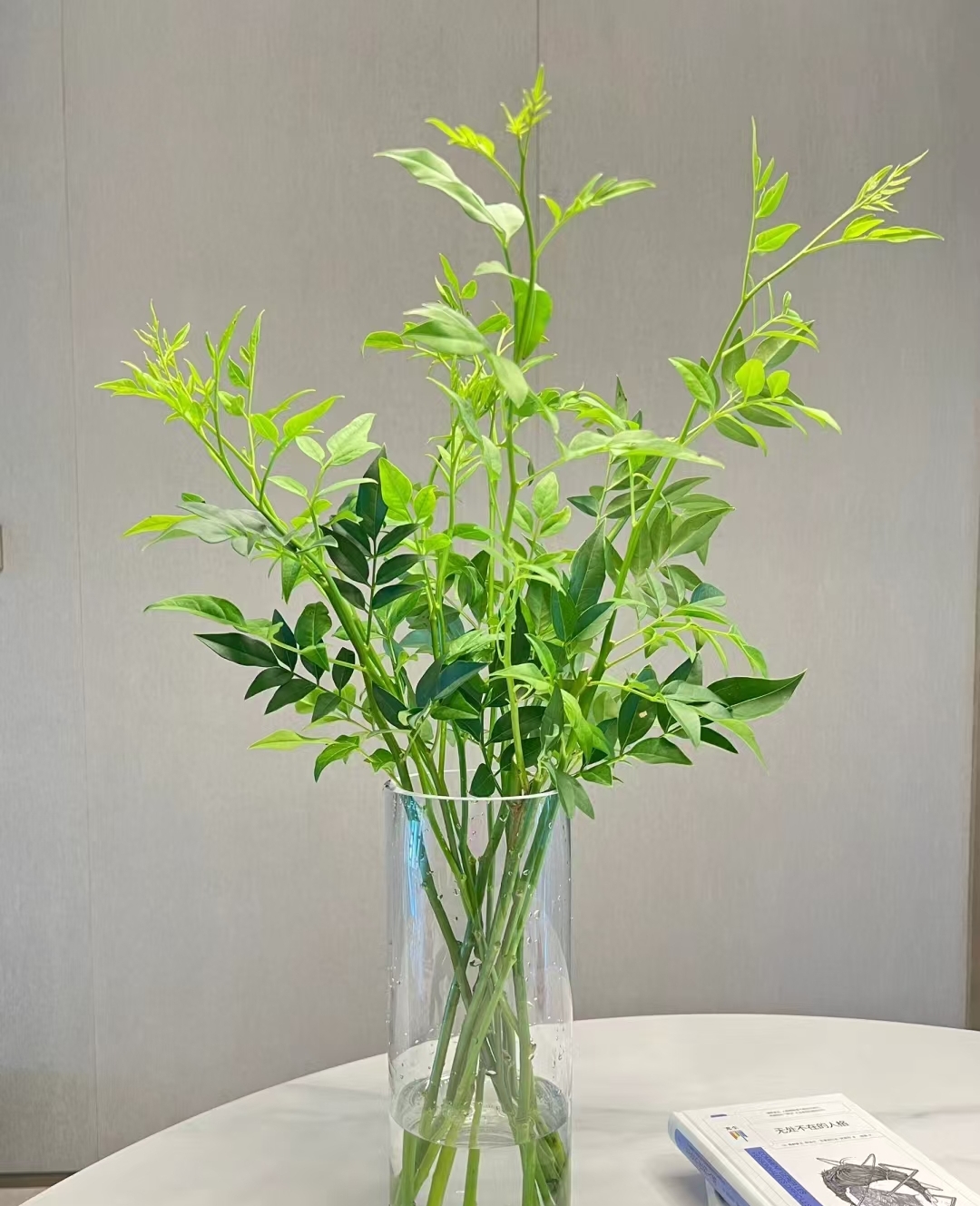 鲜花配草  九星叶2扎  任意两单包邮（少量不售后）