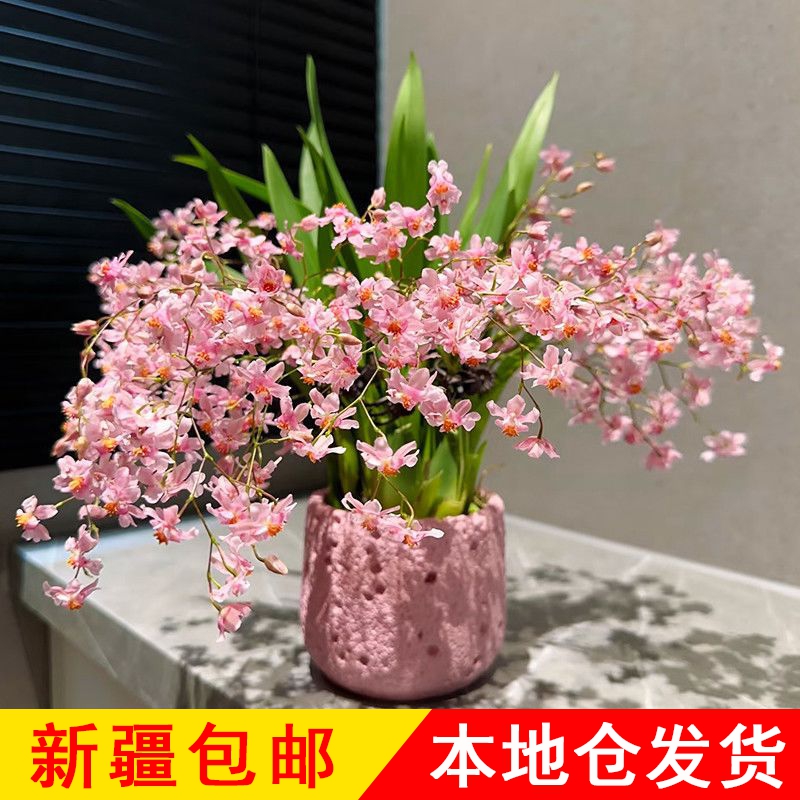 新疆包邮文心兰盆栽梦香兰花苞室内开花卉植物浓香绿植秋冬兰花1