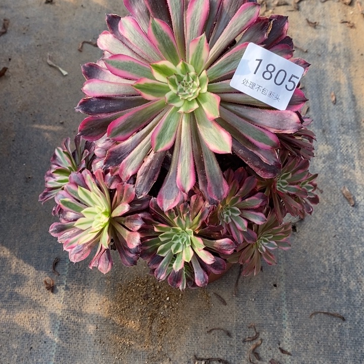 雪***橙铜白多肉断头不包1805