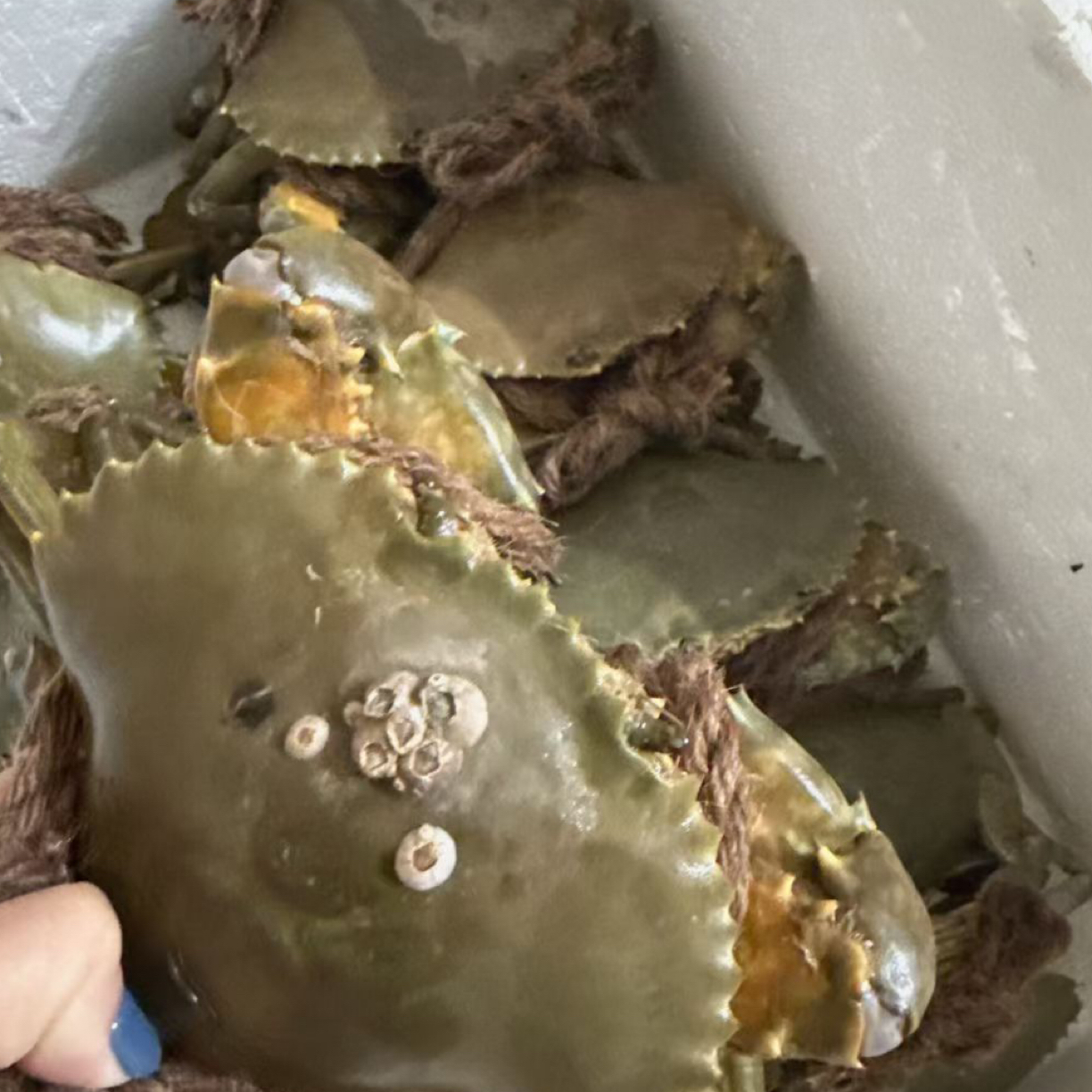 闽南本港红膏鲟 带绳0.8到0.85