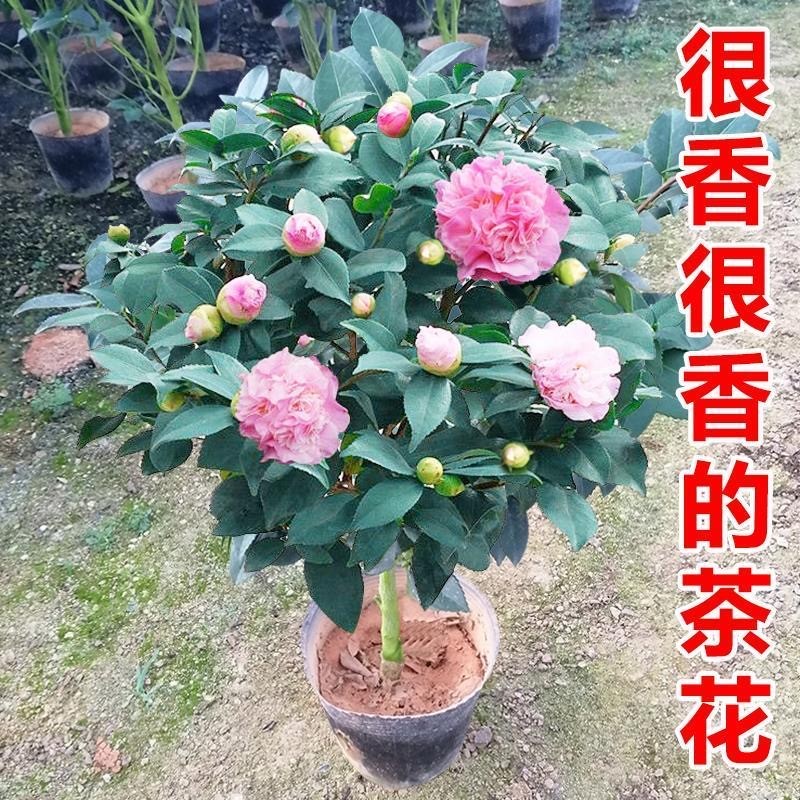 精选浓香型香妃茶花原盆原土发货
