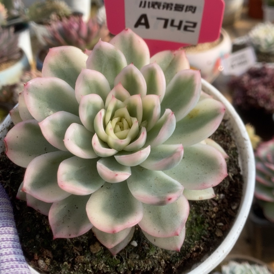 742寒酥锦锦锦锦