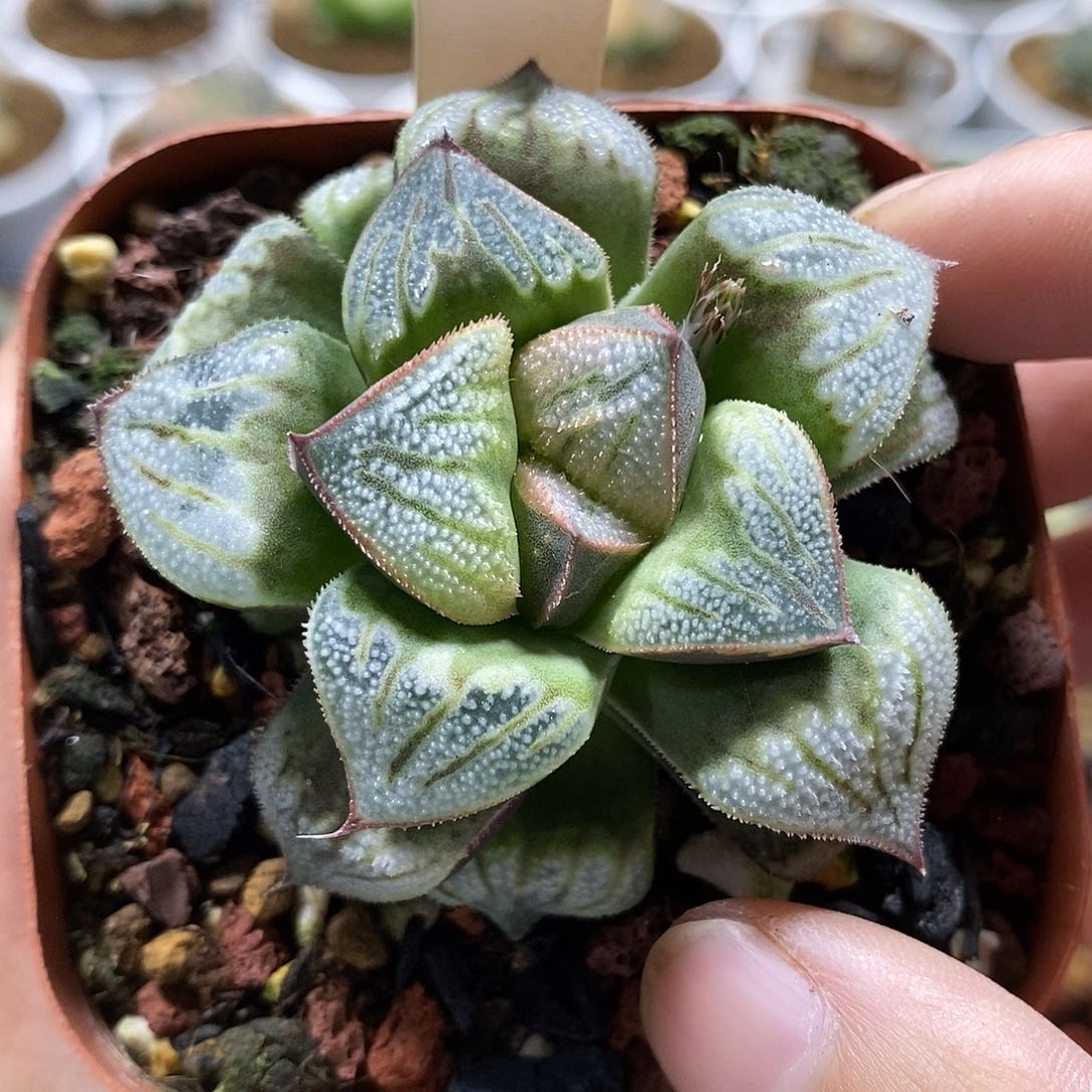 65白羊座哈哈哈哈哈