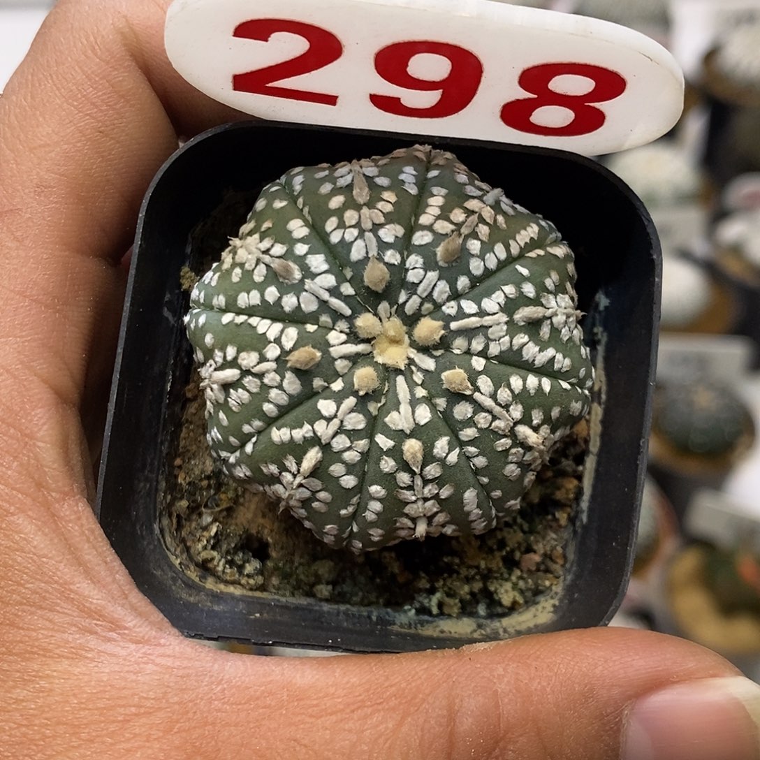 298奇迹特价啦福利