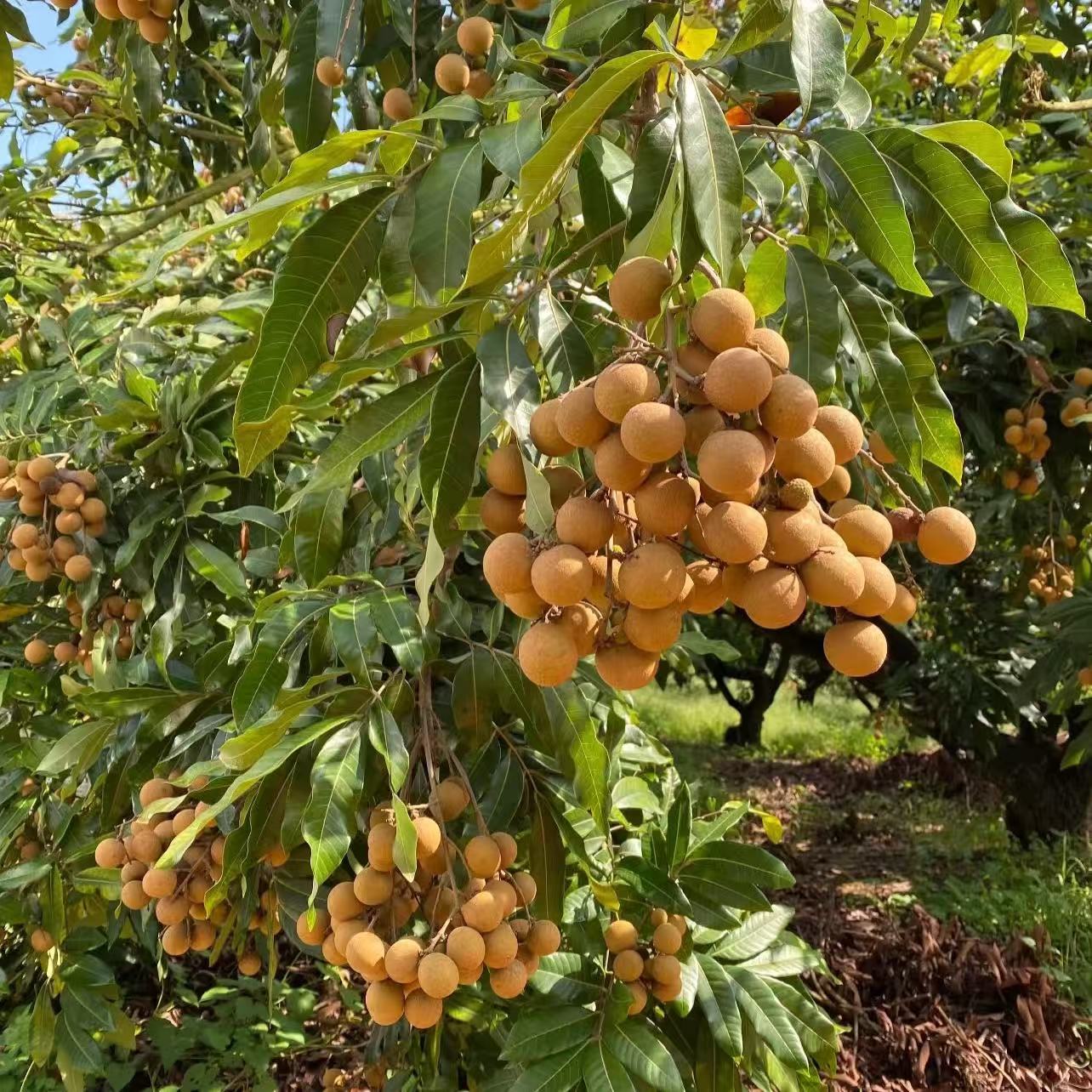 石硖龙眼【空运冷链专线】新鲜应季水果果园多仓直发