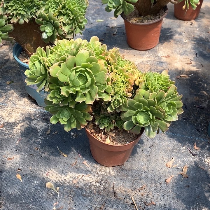 绿杨蓉缀化一颗不大不大