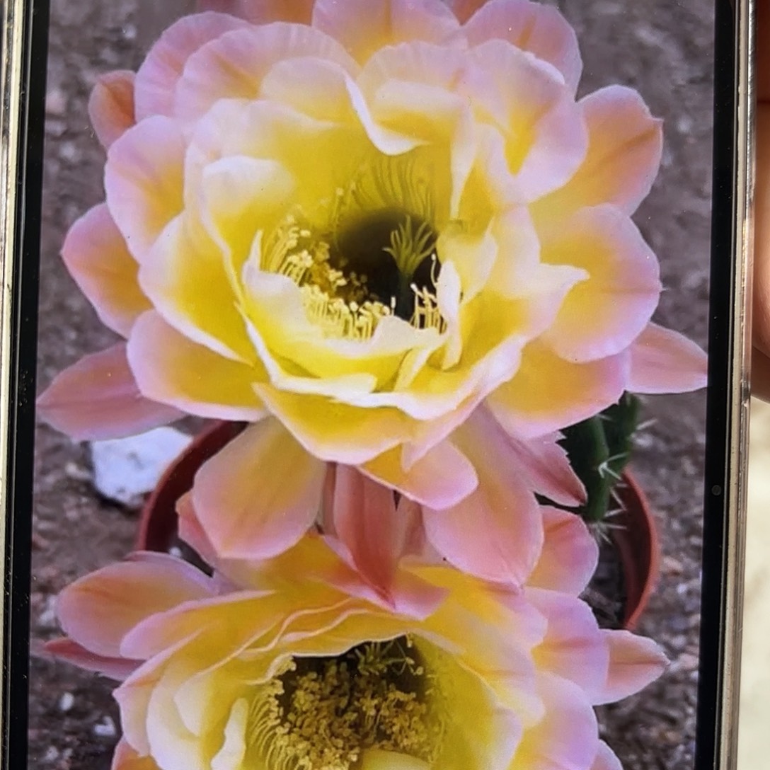 彩草黄金屋7公分左右