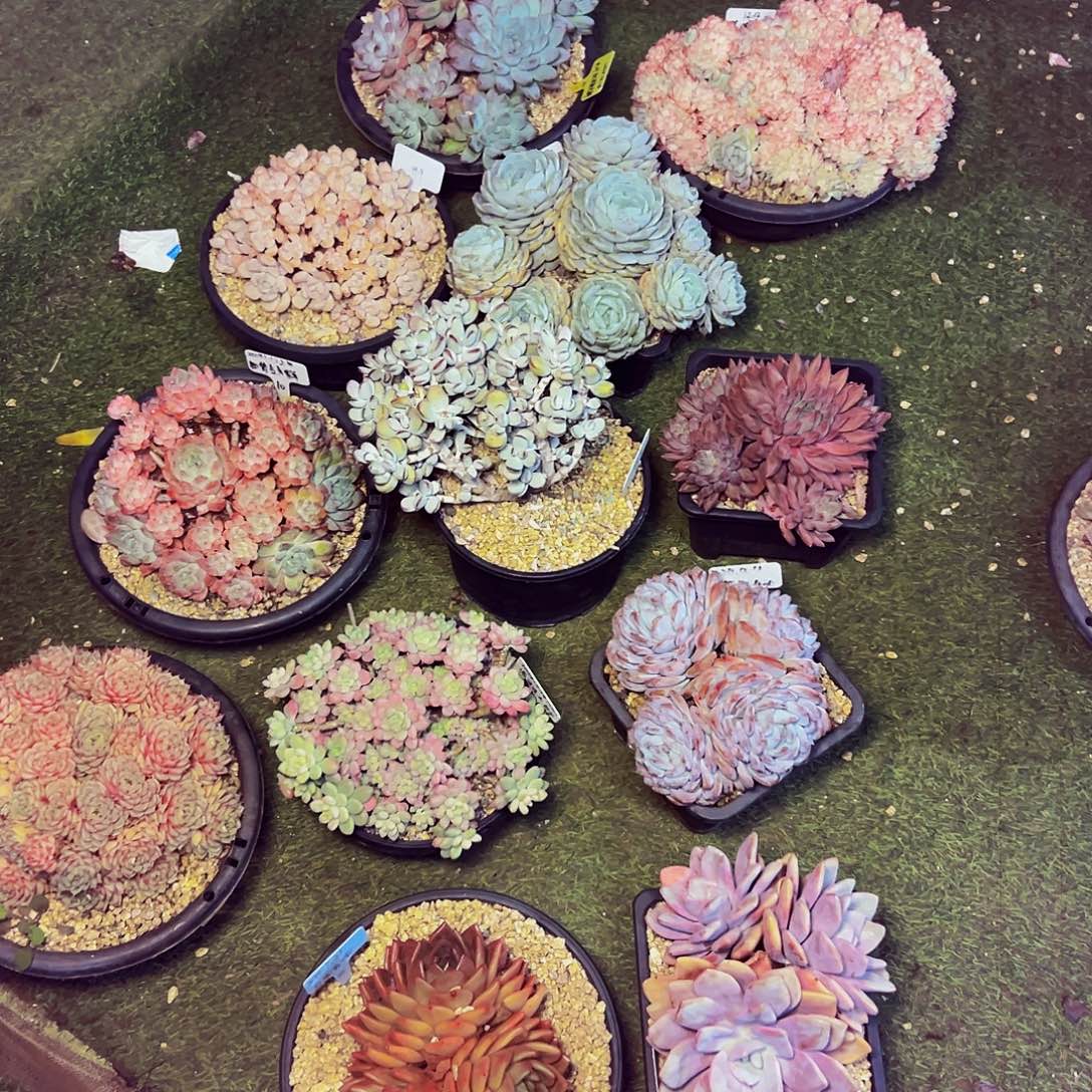 12颗挑四颗随机发货