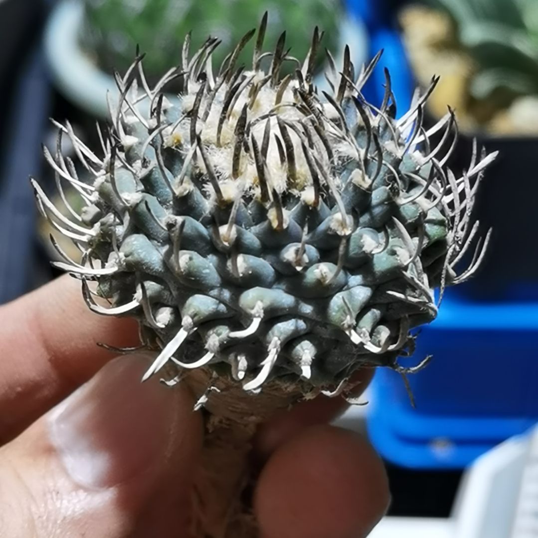 小***鱼实生娇丽一物一拍