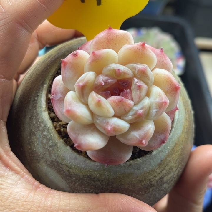 糖心冰魄单头190。