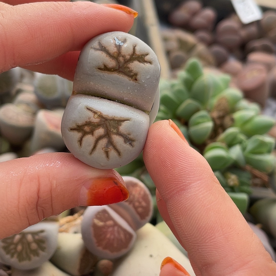 生石花一颗菊化石388