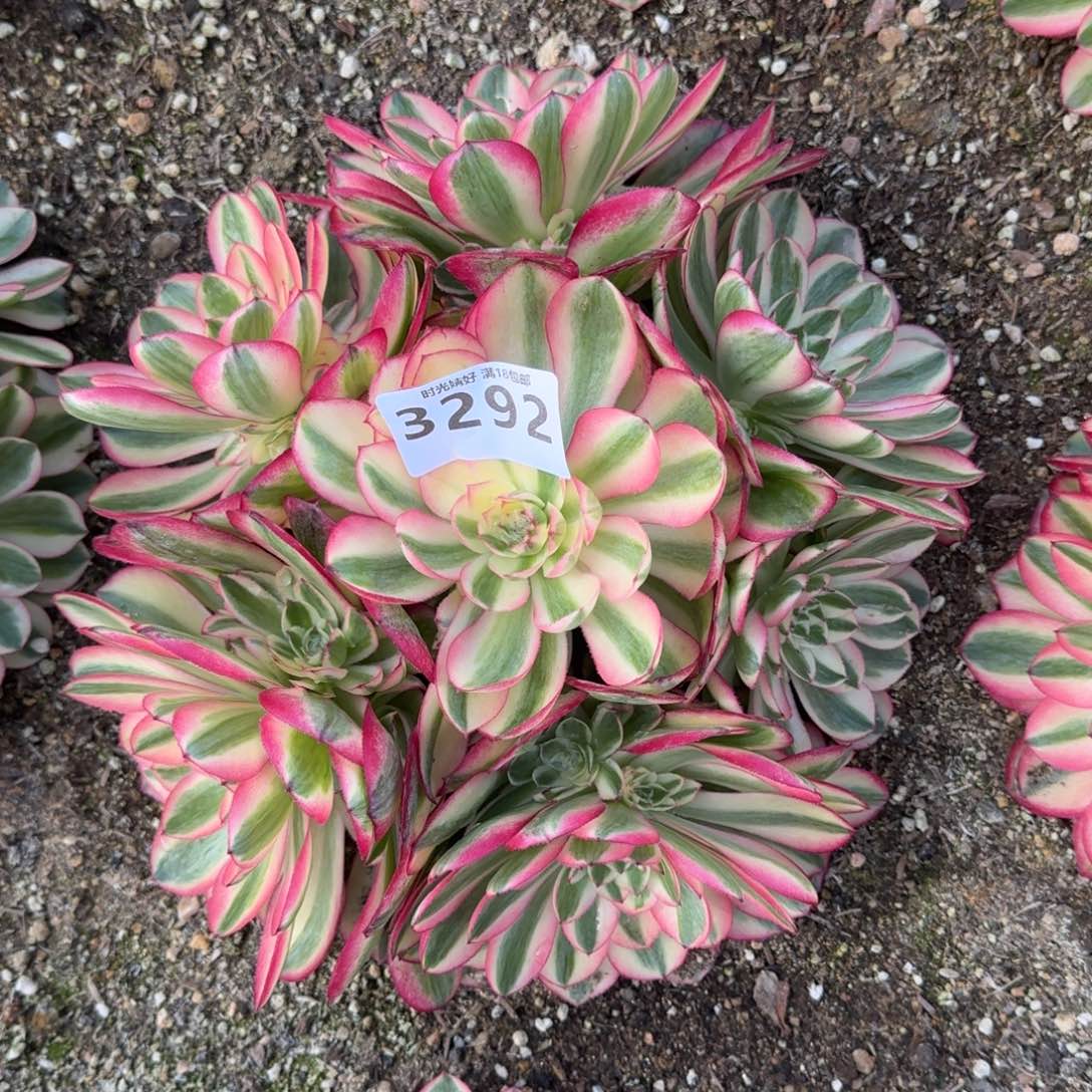 3292荔枝多肉植物