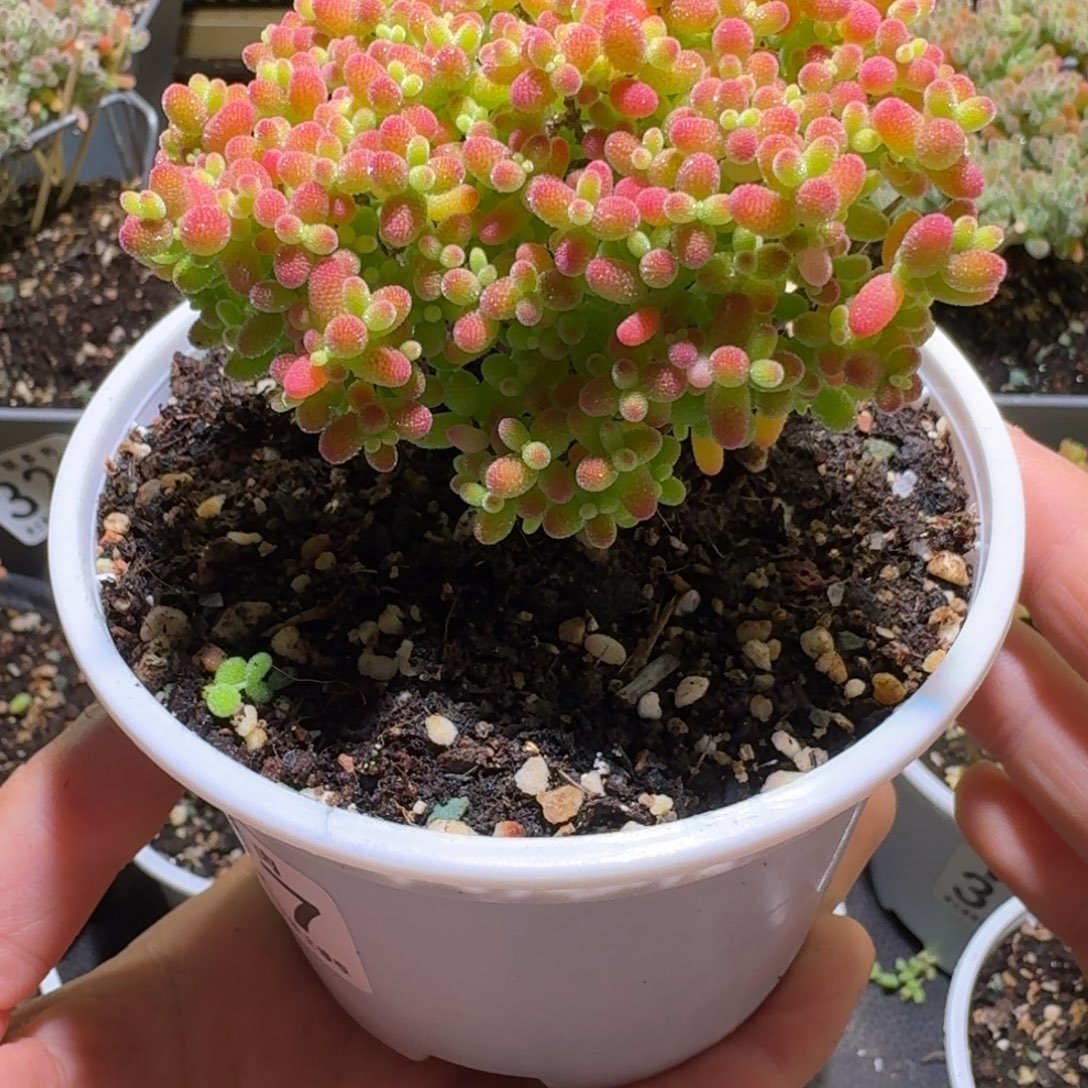 蜜橘糖球枝干番杏347