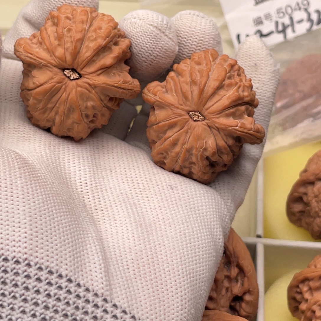 核桃5049全品40血麒麟