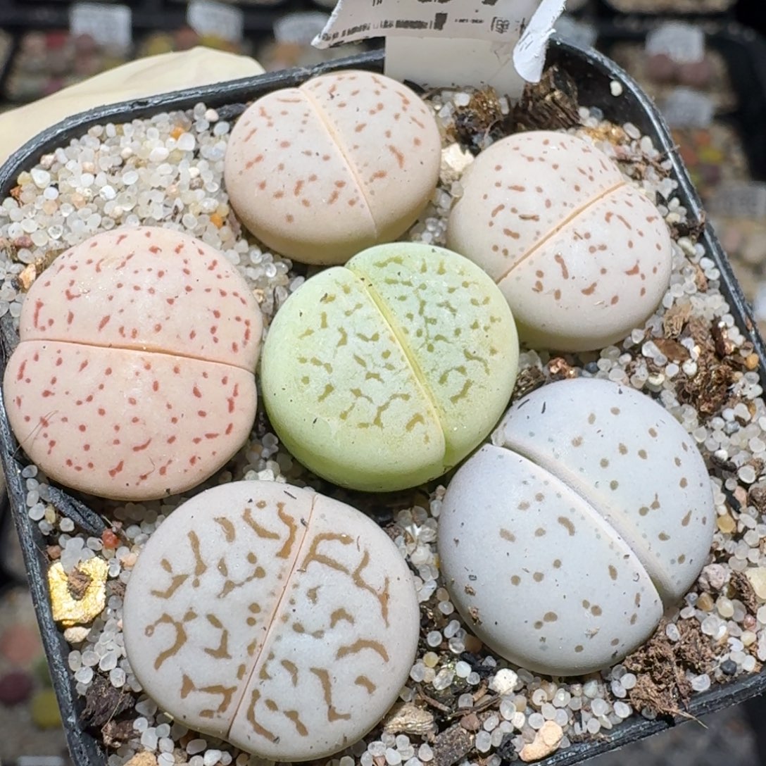 zz好货也清了1597