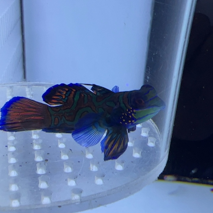 海水鱼五彩青蛙。   