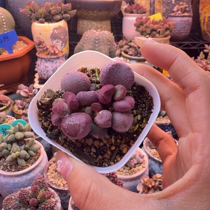 微***、              一物一拍。  