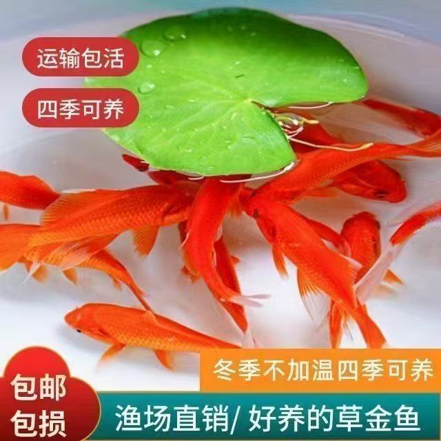 冷链包邮6-9cm草金鱼活鱼冷水鱼鲜活红鱼淡水鱼观赏鱼好养耐活