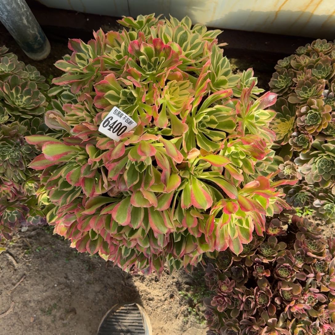 16-36法师白凤6400