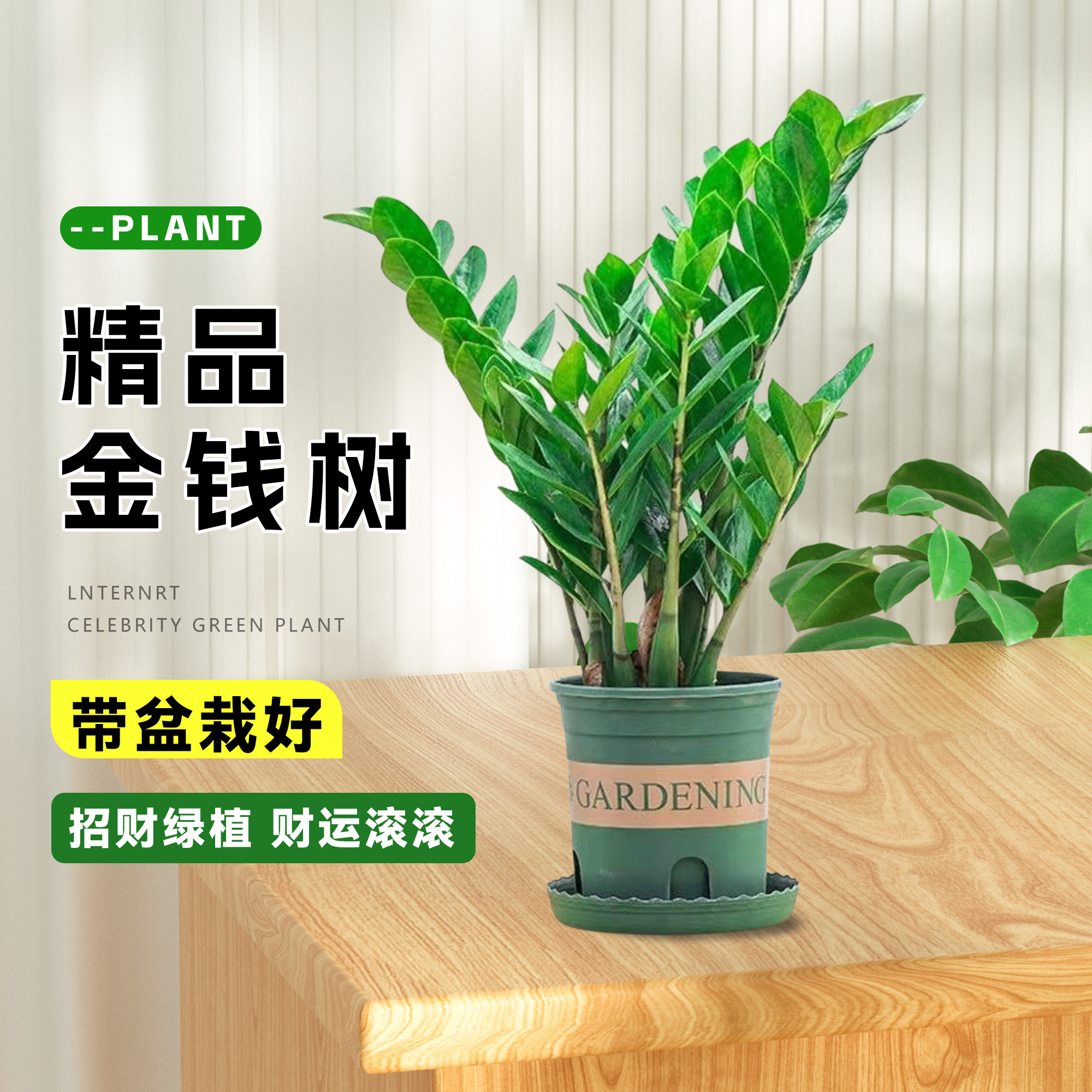 【高颜值】金钱树盆栽50-60cm客厅办公室绿植花卉钱串子招财进宝树