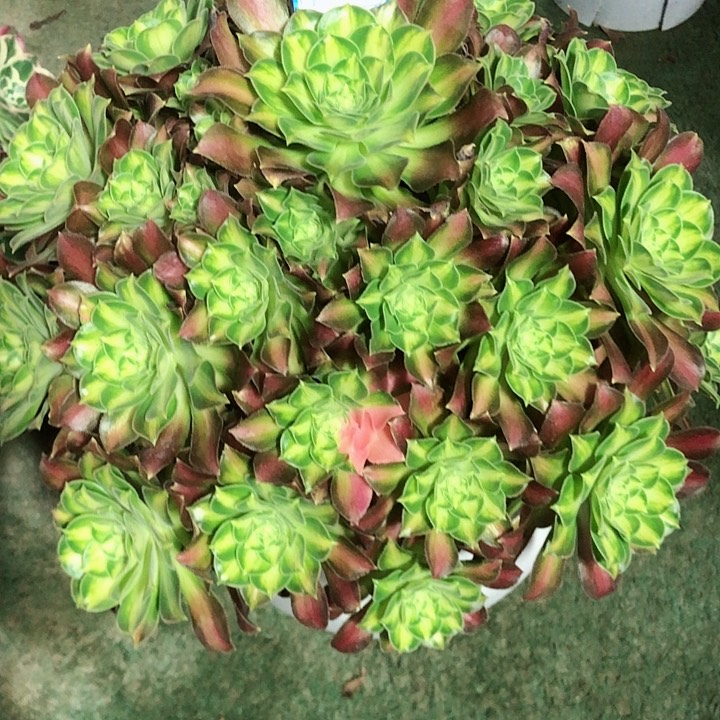 900韶华多肉法师