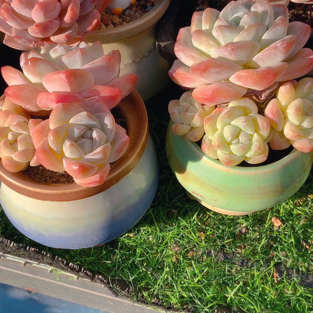 张**?韩版冰2颗一起一起