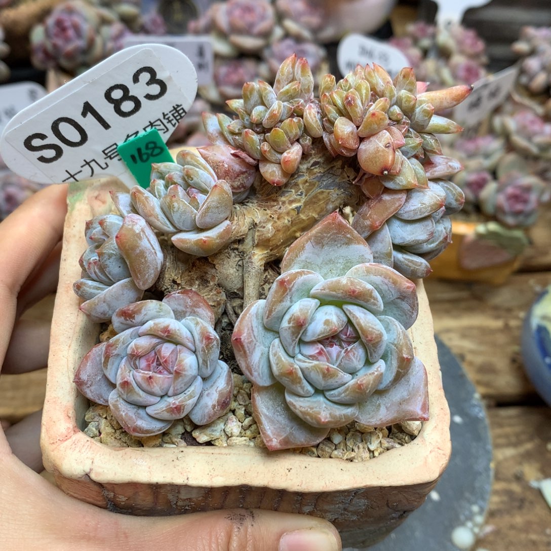 S0183 星影缀 8cm