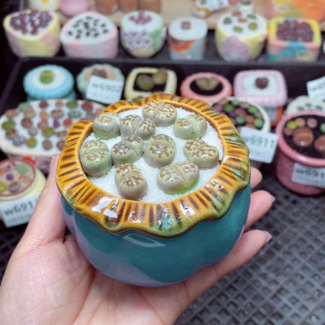 w6915 -零下地区拍保温箱-15支持寄养