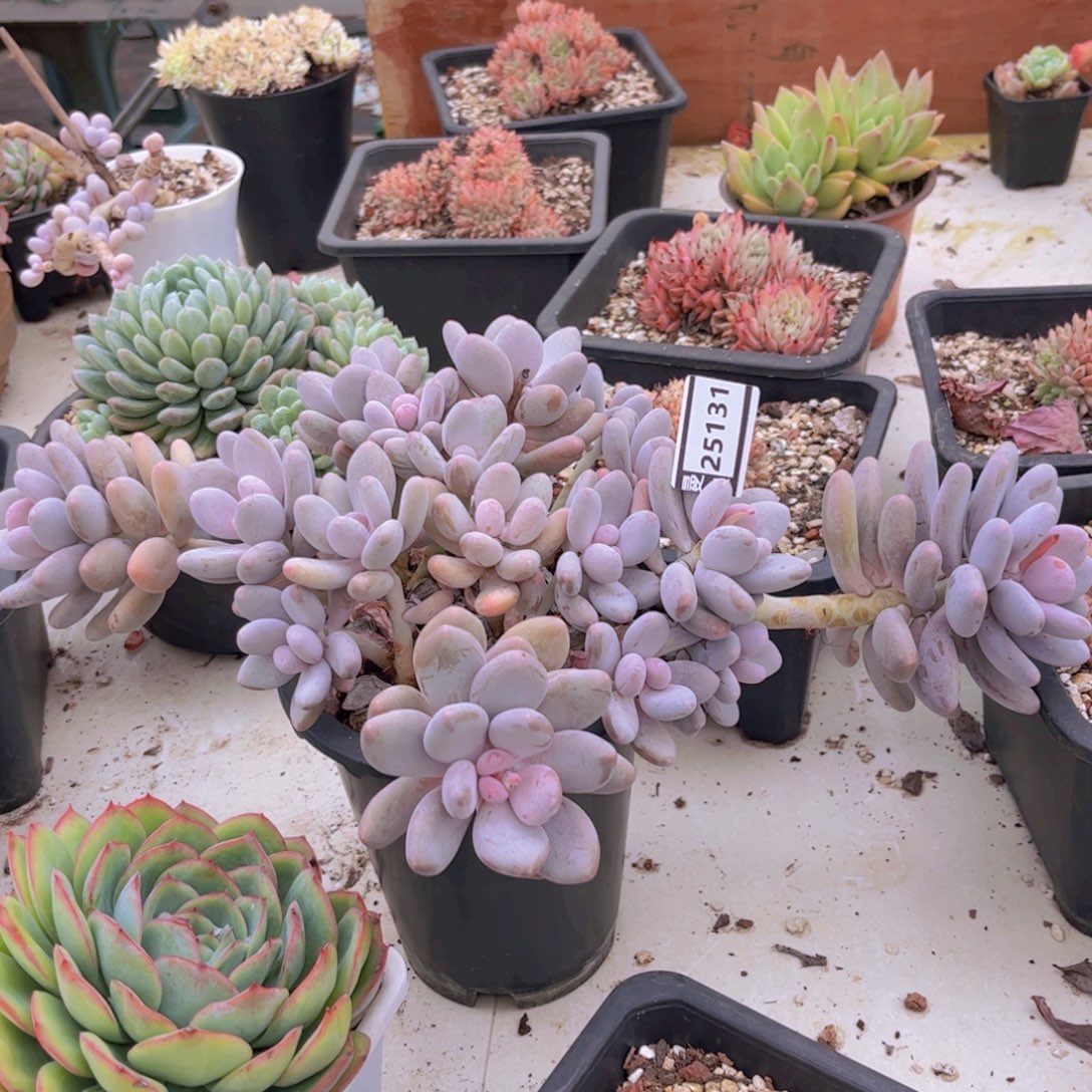 桃美人多肉植物25131