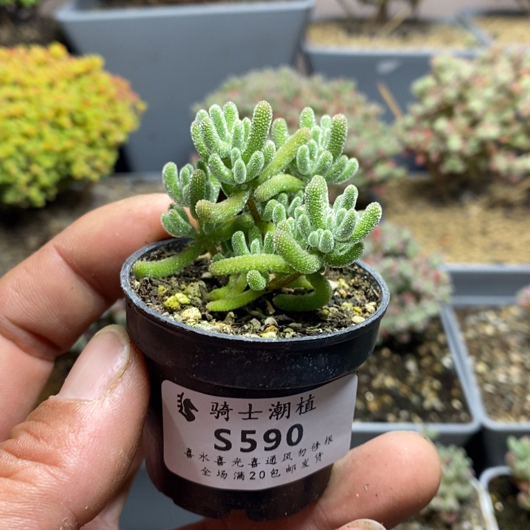 590冰晶杂枝干番杏