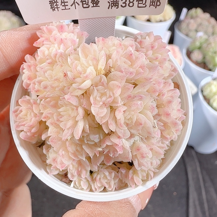 1228-85fm-172麦杆优选